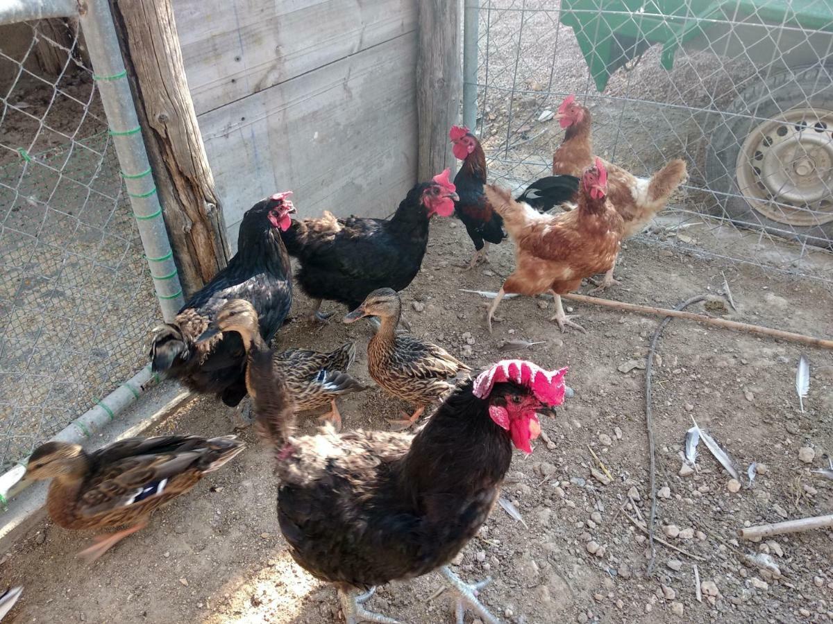 Caseta Rovira Deltebre Εξωτερικό φωτογραφία