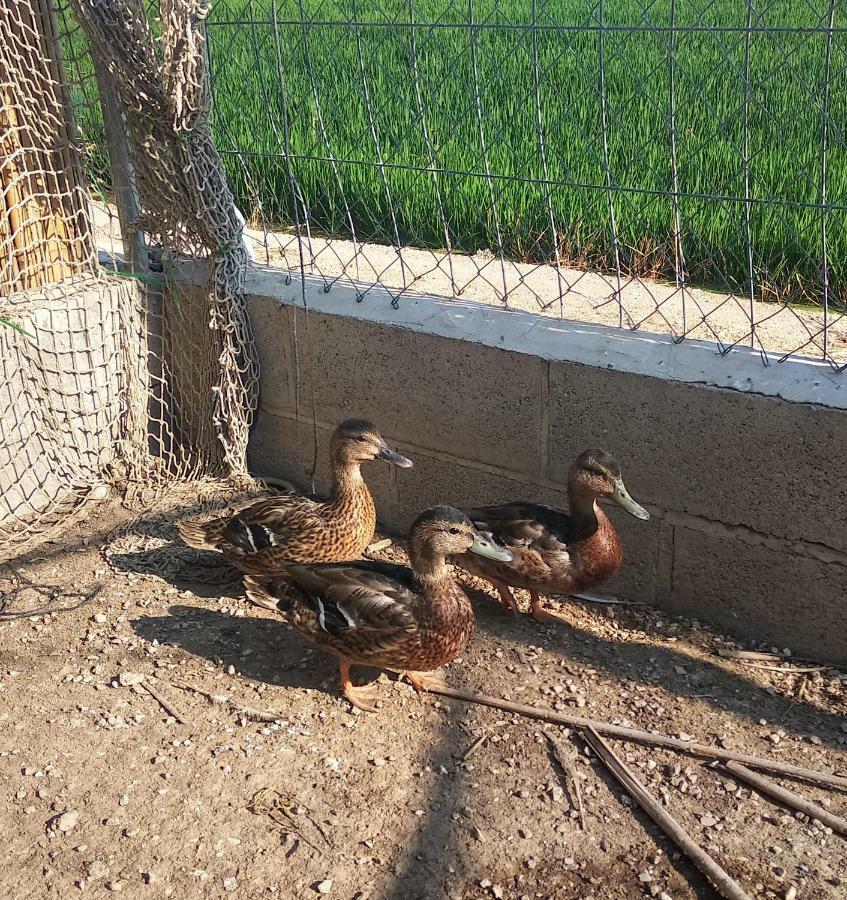 Caseta Rovira Deltebre Εξωτερικό φωτογραφία